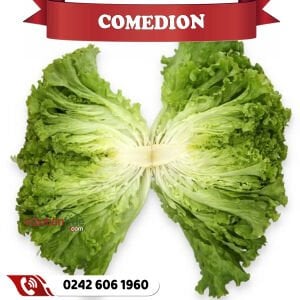 Comedion Kıvırcık Marul Fidesi