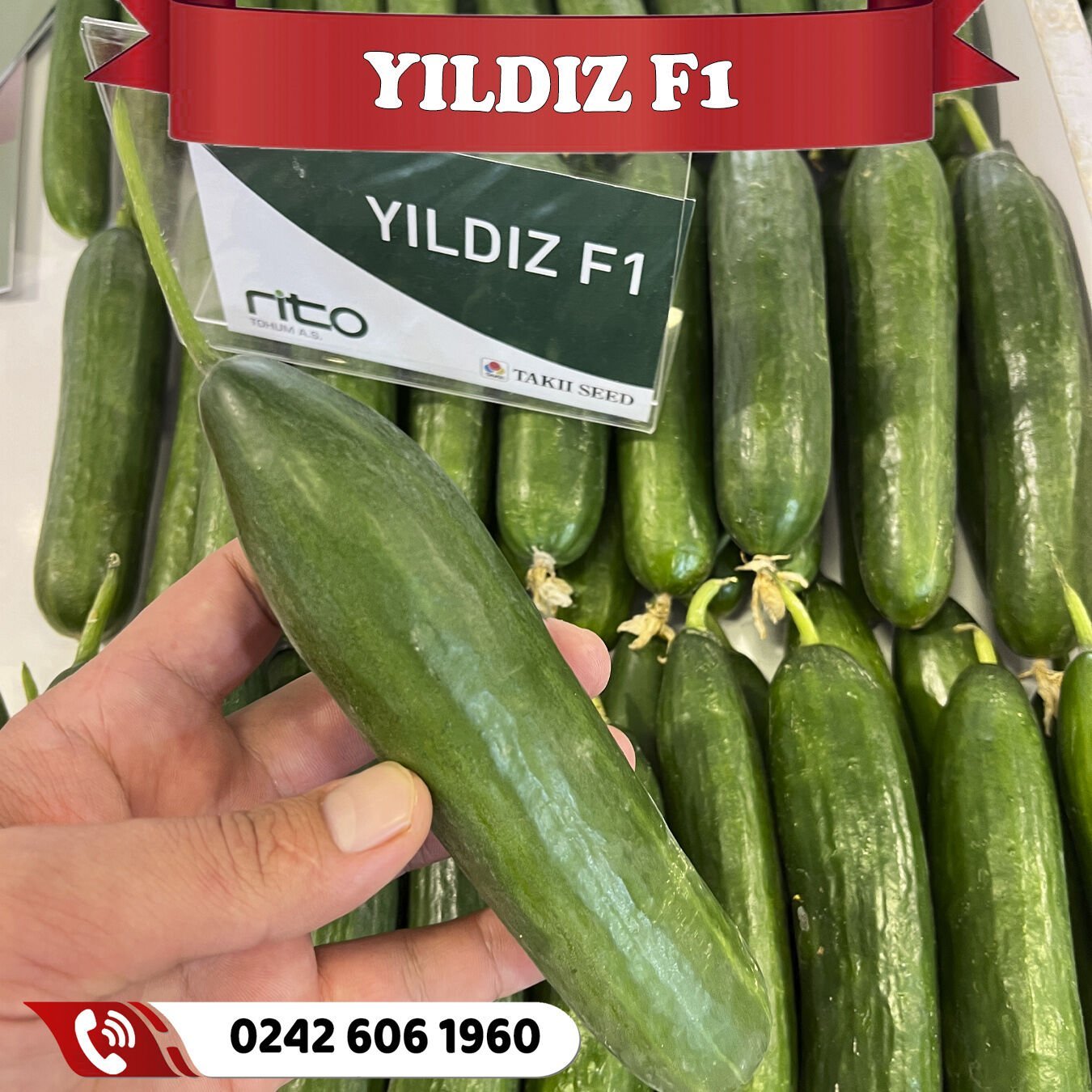 Yıldız F1 Sırık Hıyar Fidesi