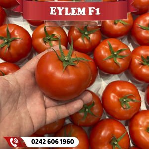 Eylem F1 Sırık İri Domates Fidesi