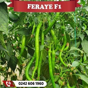 Feraye F1 Tatlı Kıl Biber Fidesi