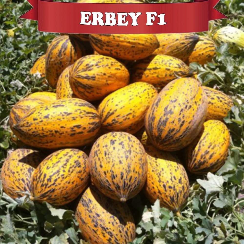 Erbey F1 Kırkağaç Kavun Fidesi