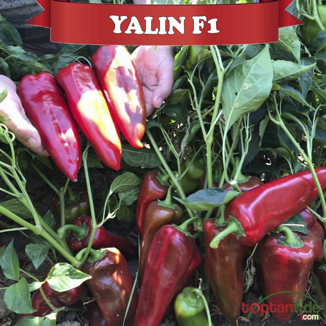 Yalın F1 - Kapya Biber Tohumu 1000 Adet