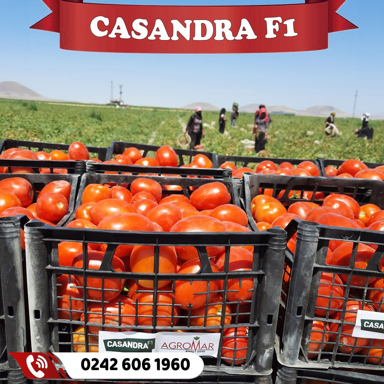 Casandra F1 İri Salçalık Domates
