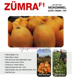 Zümra F1 Kavun Fidesi