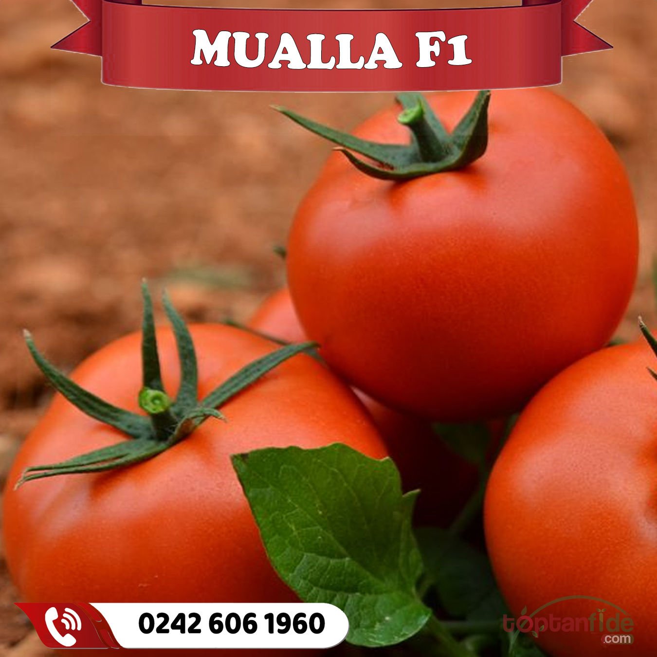 Mualla F1 Sırık Domates Fidesi