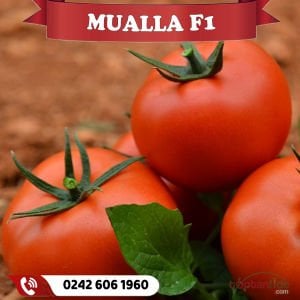 Mualla F1 Sırık Domates Fidesi