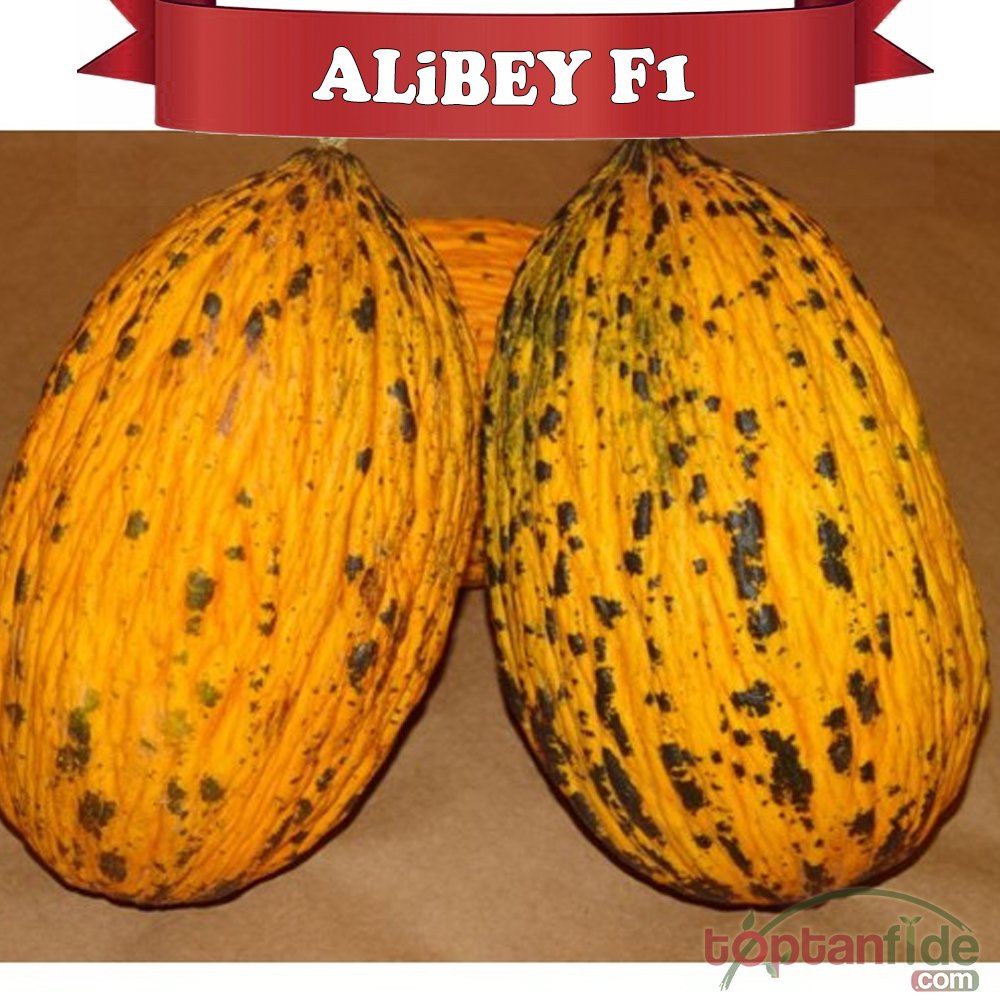 Alibey F1 Kırkağaç Kavun Fidesi