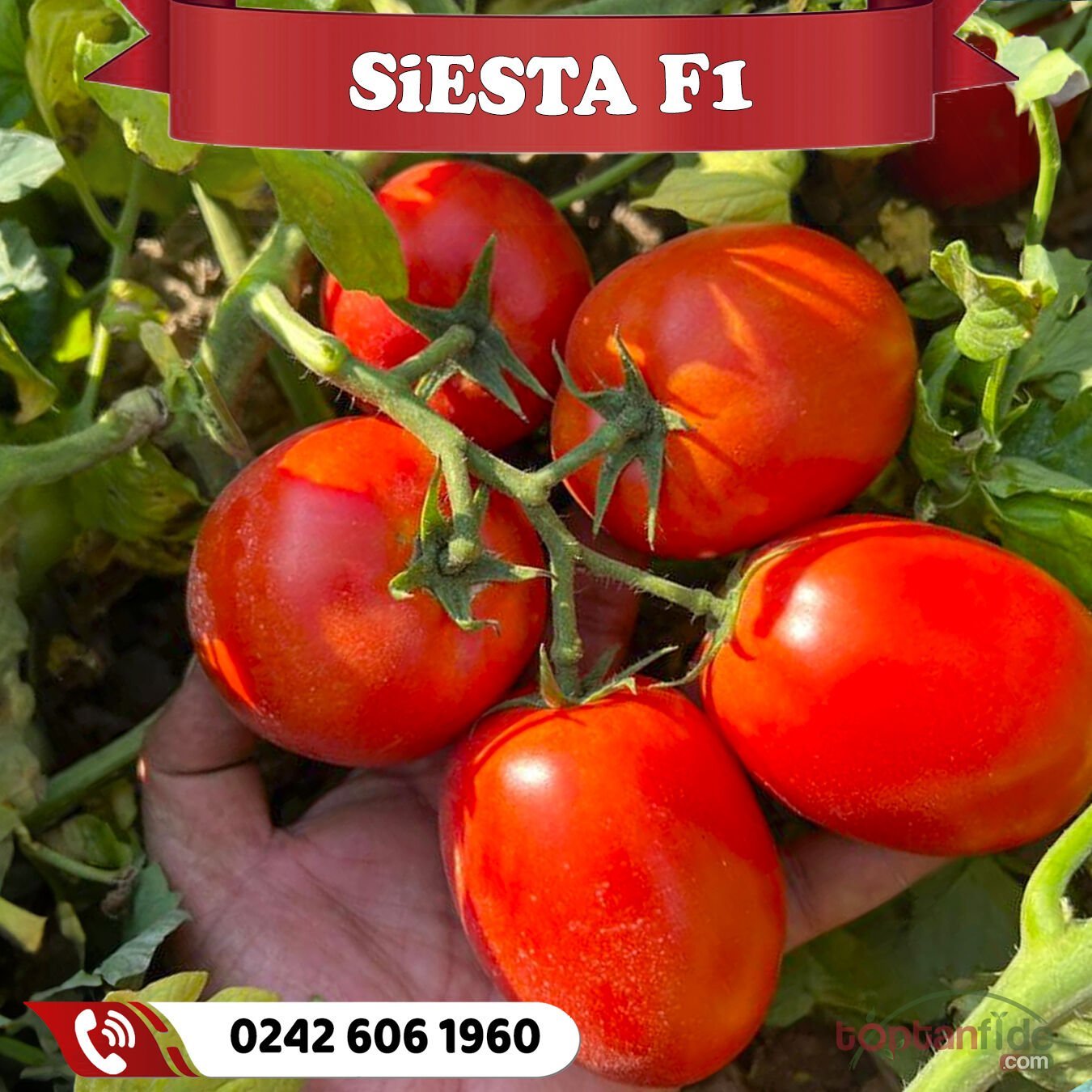Siesta F1 Sanayilik Roma Tipi Domates Fidesi