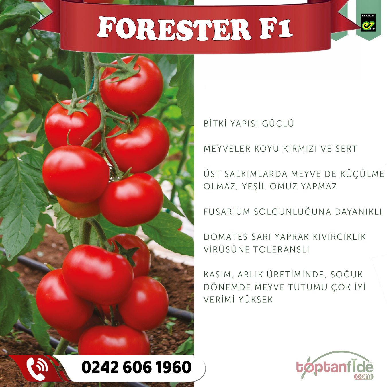 Forester F1 Sırık Domates Fidesi