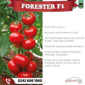 Forester F1 Sırık Domates Fidesi