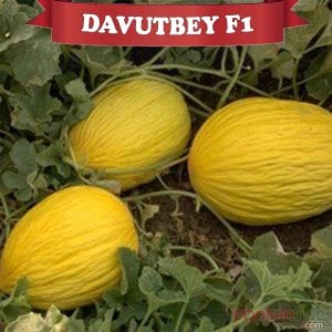 Davutbey F1 Kırkağaç Kavun Fidesi