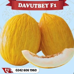 Davutbey F1 Kırkağaç Kavun Fidesi