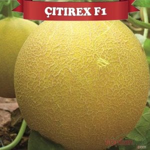 Çıtırex F1 Kavun Fidesi