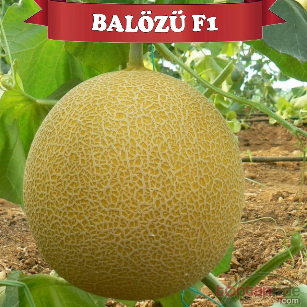 Balözü F1 Kavun Fidesi