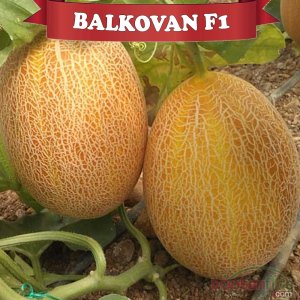 Balkovan F1 Kavun Fidesi