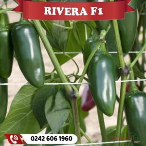 Rivera F1 Acı Jalapeno Biber Fidesi