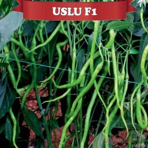 Uslu F1 Tatlı Kıl Sivri Biber Fidesi