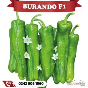Burando F1 Tatlı Üç Burun Biber Fidesi