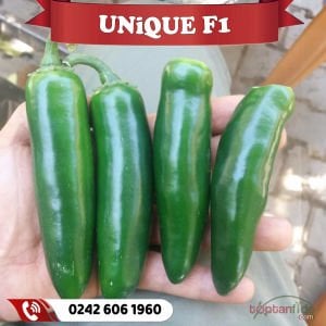 Unique F1 Jalapeno Biber Fidesi