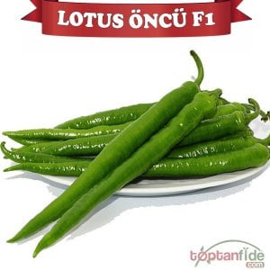 Lotus Öncü F1 Sivri Biber Fidesi