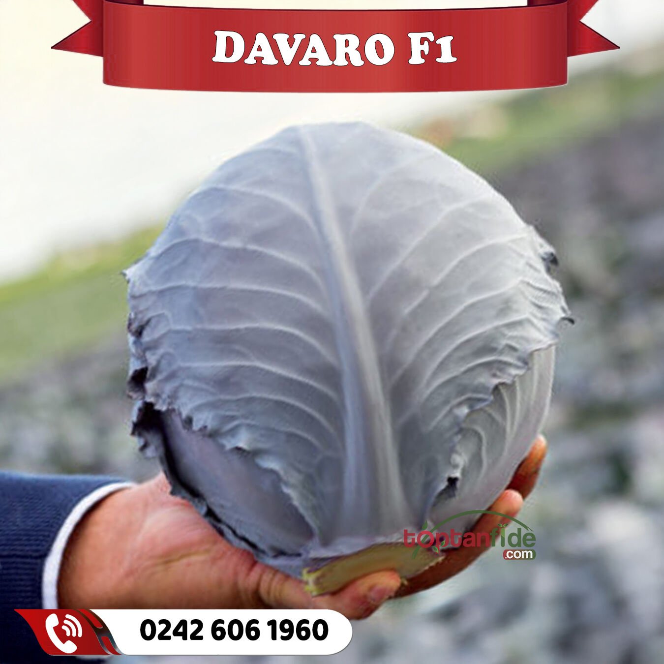 Davaro F1 Kırmızı Lahana Fidesi