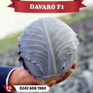 Davaro F1 Kırmızı Lahana Fidesi