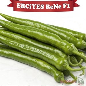 Erciyes ReNe F1 Sivri Biber Fidesi