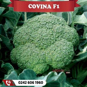Covina F1 75 Günlük Brokoli Fidesi