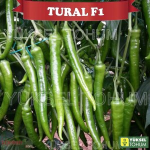 Tural F1 Sivri Biber Fidesi