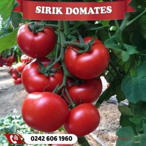 Hibrit Sırık Domates Fidesi