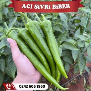 Hibrit Acı Sivri Biber Fidesi