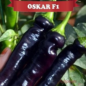 Oskar F1 Sivri Biber Fidesi