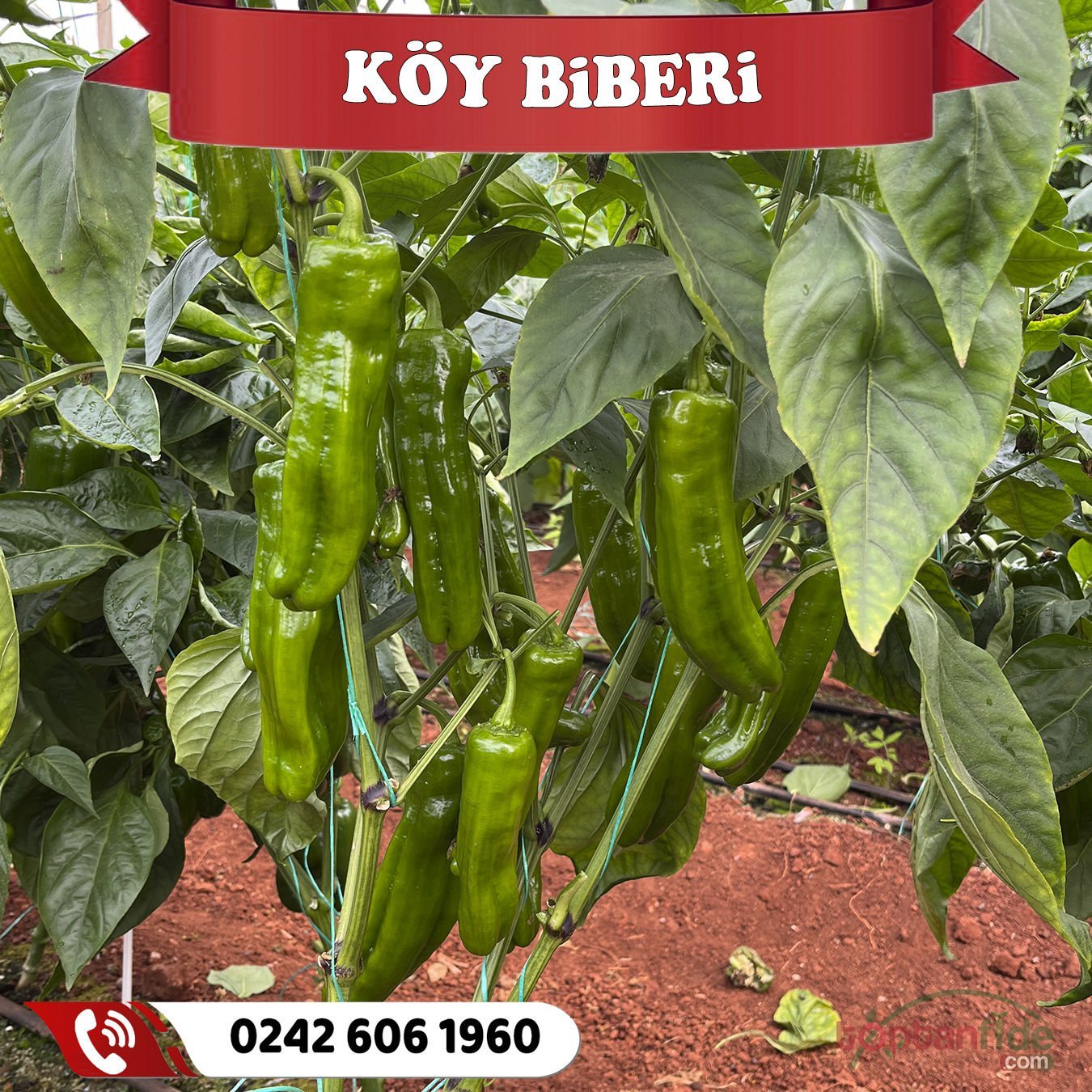 Hibrit Üç Burun Köy Biber Fidesi
