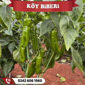 Hibrit Üç Burun Köy Biber Fidesi