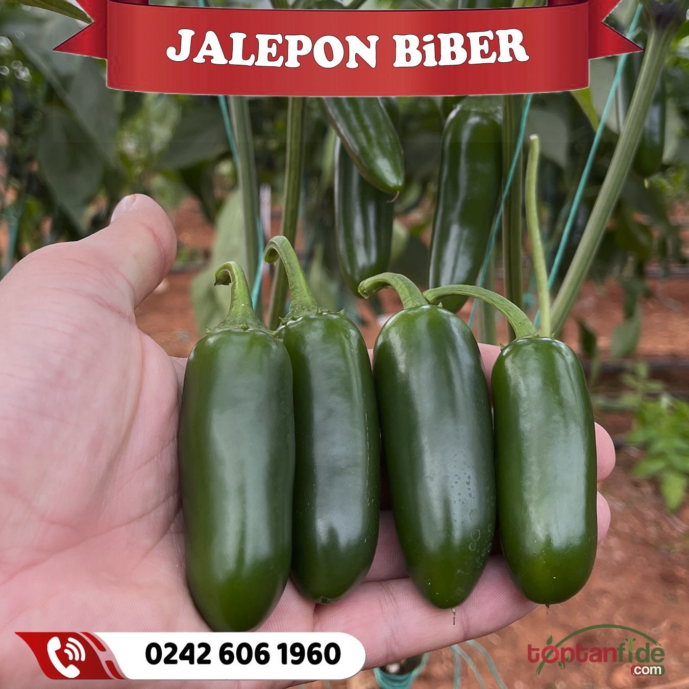 Hibrit Jalepon Biber Fidesi