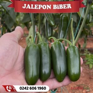 Hibrit Jalepon Biber Fidesi