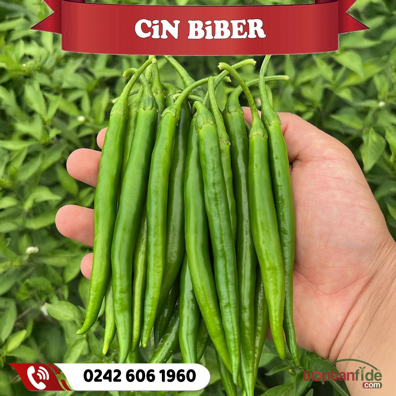 Hibrit Cin Biber Fidesi