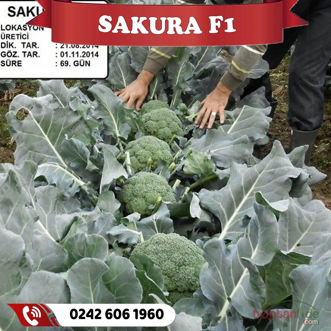 Sakura F1 Çok Erkenci Brokoli Fidesi