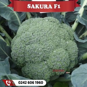 Sakura F1 Çok Erkenci Brokoli Fidesi