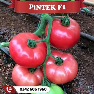 Pintek F1 Sırık Pembe Domates Fidesi