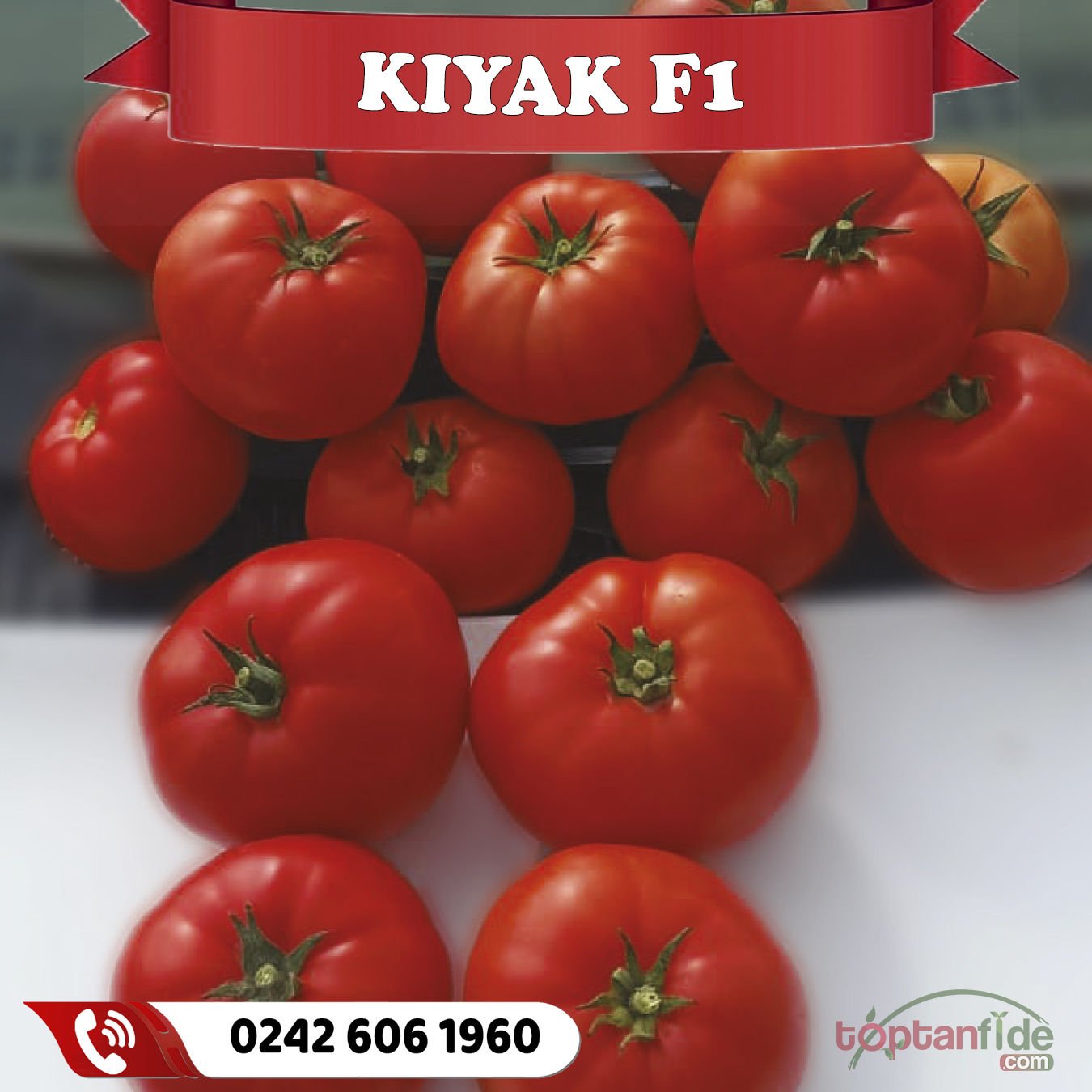 Kıyak F1 Oturak Beef Domates Fidesi