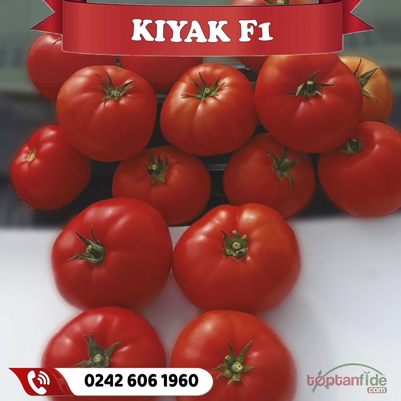 Kıyak F1 Oturak Beef Domates Fidesi