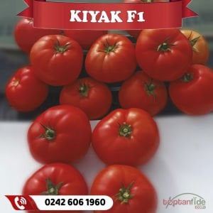 Kıyak F1 Oturak Beef Domates Fidesi