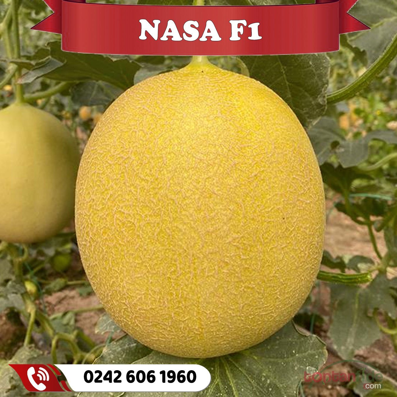 Nasa F1 Erkenci Kavun Fidesi