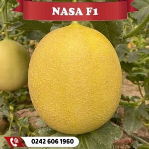 Nasa F1 Erkenci Kavun Fidesi