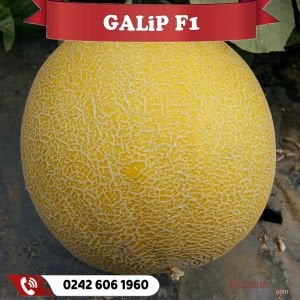 Galip F1 Erkenci Kavun Fidesi