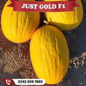 Just Gold F1 Kavun Fidesi