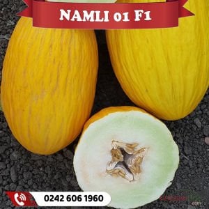 Namlı 01 F1 Kavun Fidesi