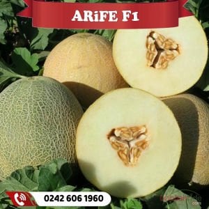 Arife F1 Kavun Fidesi