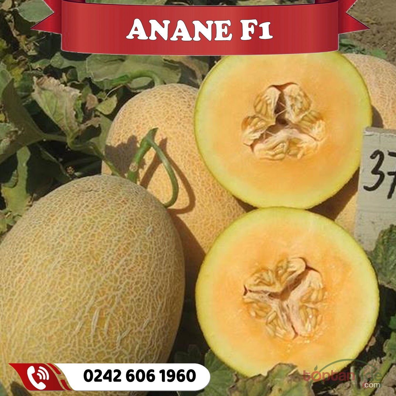 Anane F1 Kavun Fidesi